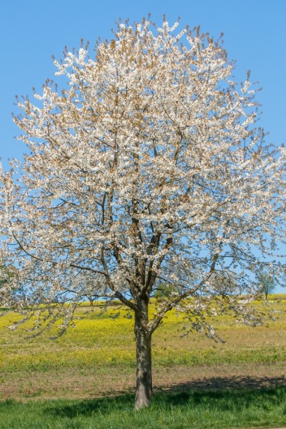 Дерево Вишня «великоплодная»